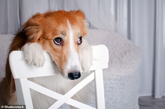 Children found it easier to identify facial expressions in dogs than they did in chimpanzees, in spite of the close genetic relationship between humans and chimps