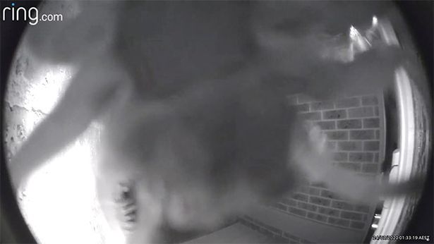 The spider crawling over the doorbell camera