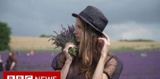 UK lavender blooms on Instagram – BBC News