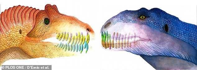 Meat-eating dinosaur could replace its teeth as fast as SHARKS do A meat-eating dinosaur (Majungasaurus, right) could replace its teeth as fast as a present day shark — growing replacement gnashers every two months, a study has found. Left, the skull and teeth of a Ceratosaurus, which researchers analysed for comparison