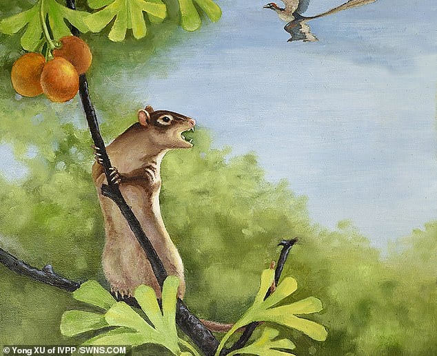 New species of 120 million-year-old mammal with bizarre form of hearing discovered in China Fossils of Jeholbaatar kielanae (pictured in a drawing above) was discovered by researchers in China and may help reveal how and why mammals