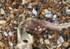 Mysterious sea creature ‘with teeth on tail’ spotted on beach in baffling video Leah Dennison found this strange sea creature washed up on the beach in Brighton