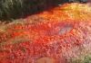River in Israel turns red with blood ‘like biblical plague of Egypt’ The Nahal Alexander river turning red with blood in Israel