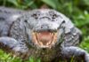 Why crocodiles survived devastating asteroid strike that wiped out dinosaurs Crocodiles survived the asteroid strike that wiped out dinosaurs
